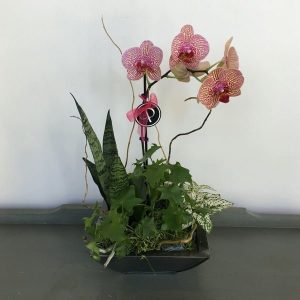 OR037-Orchid