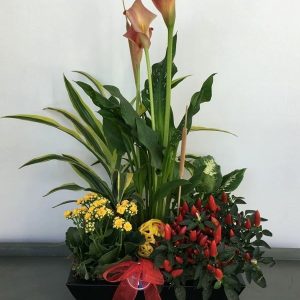 PL029-Plant