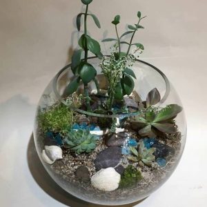 SC009-Succulent