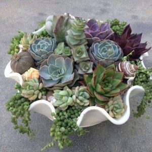 LX009-Luxury Succulent