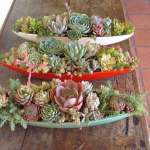 LX008-Luxury Succulent