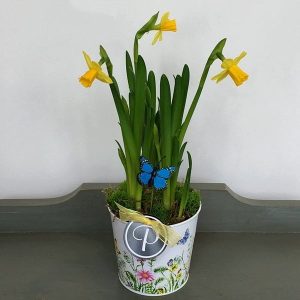 Plant