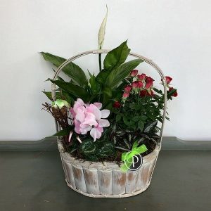 Plant