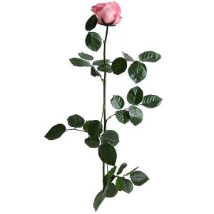 Preserved Pink Rose